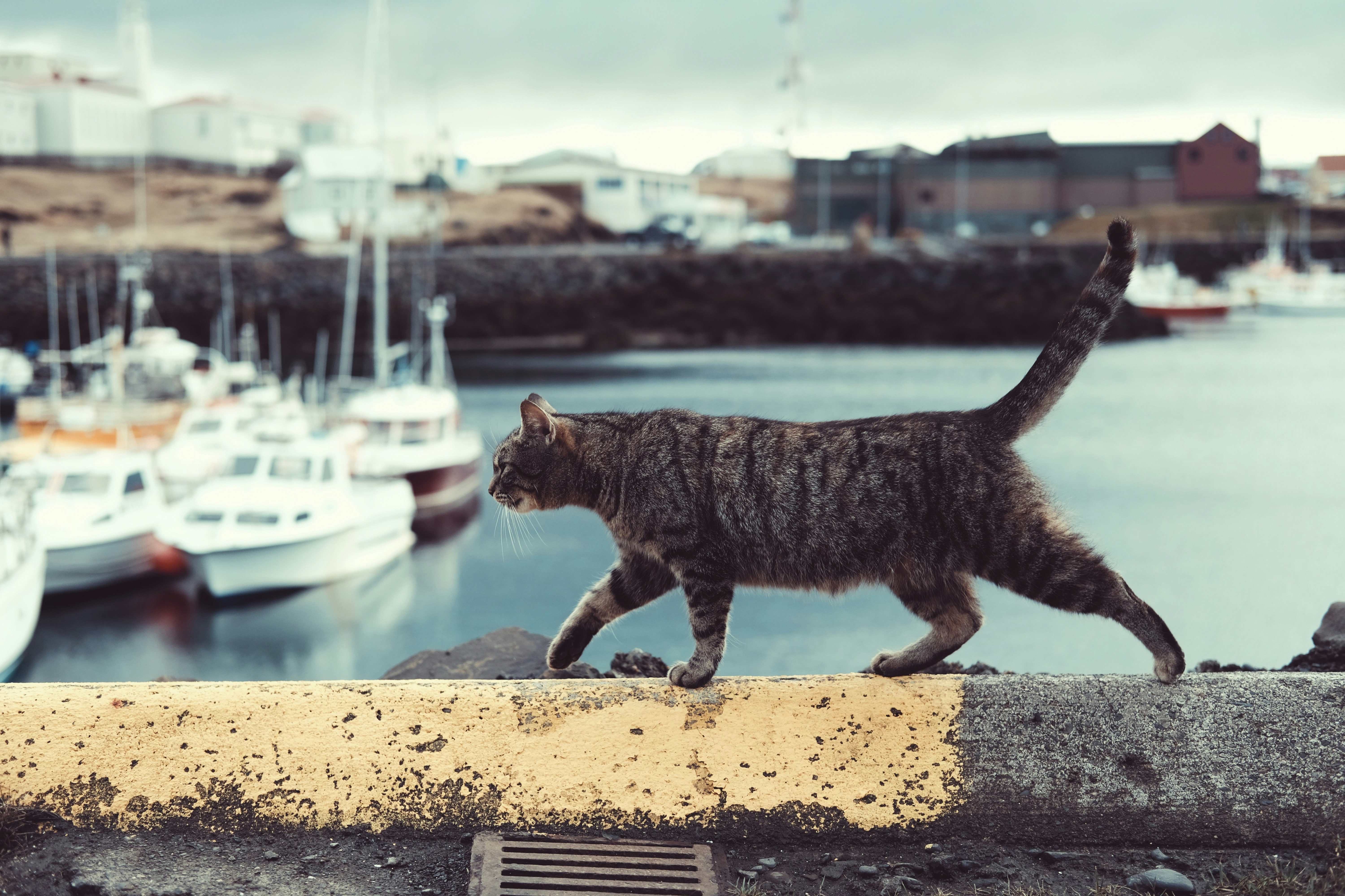 tabby cat on ledge